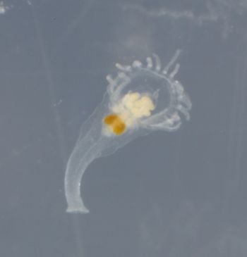 Media type: image;   Invertebrate Zoology 74256